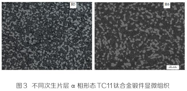 1708259927679699.jpg t3.jpg